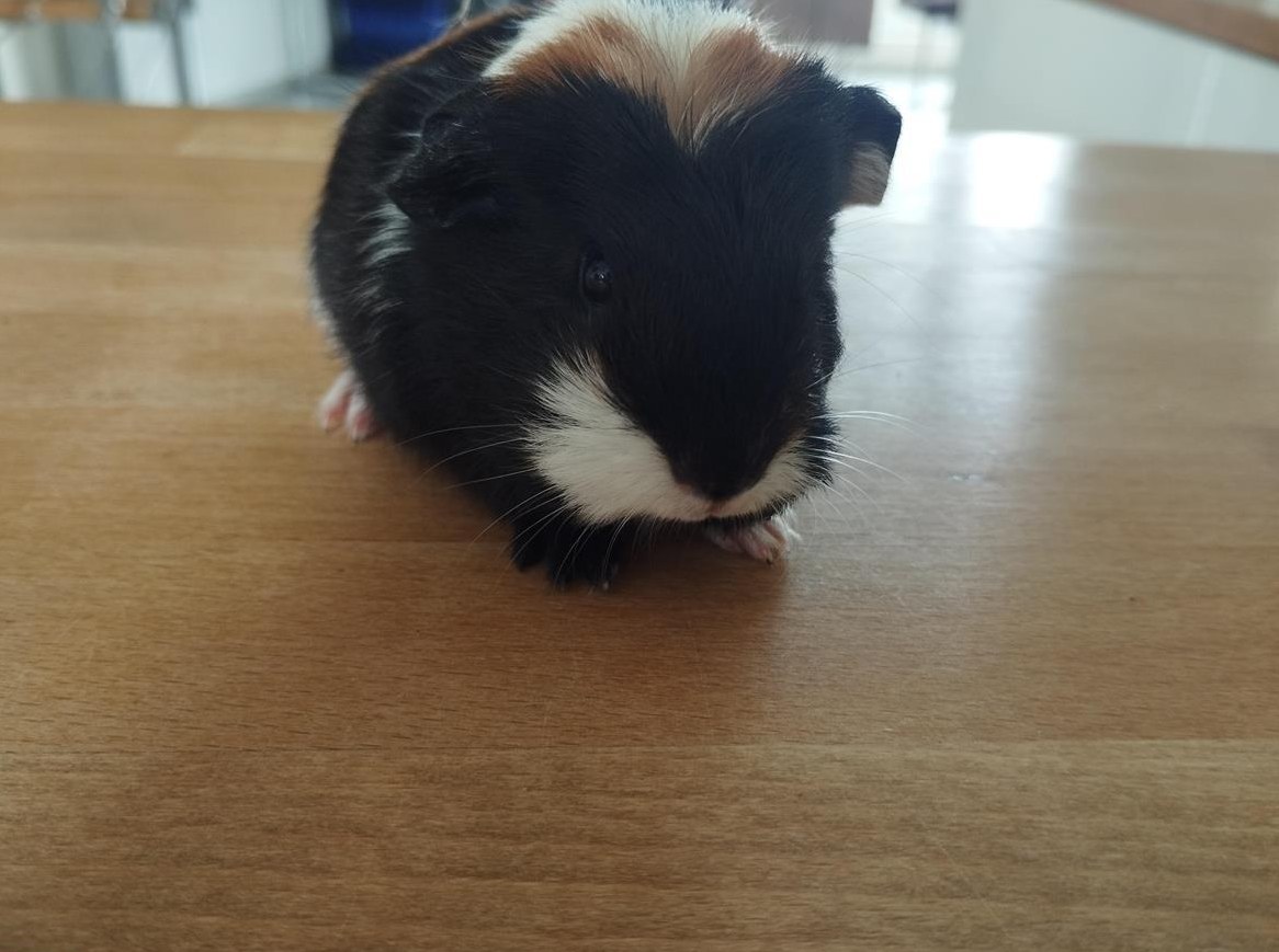 Junger Meersäuli-Bueb abzugeben