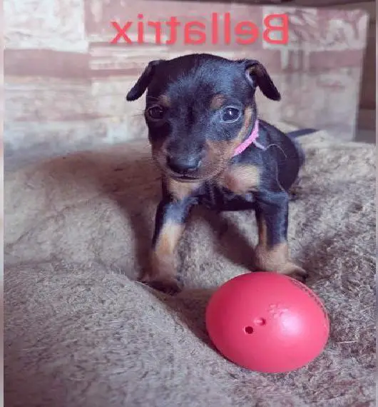 Zwergpinscher Welpen