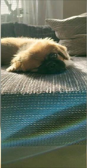 Pekinese Dame mit Handicap