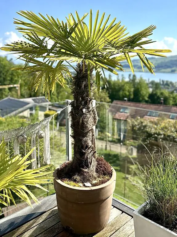Pflanzen / Tessiner Palmen 2 Stk.