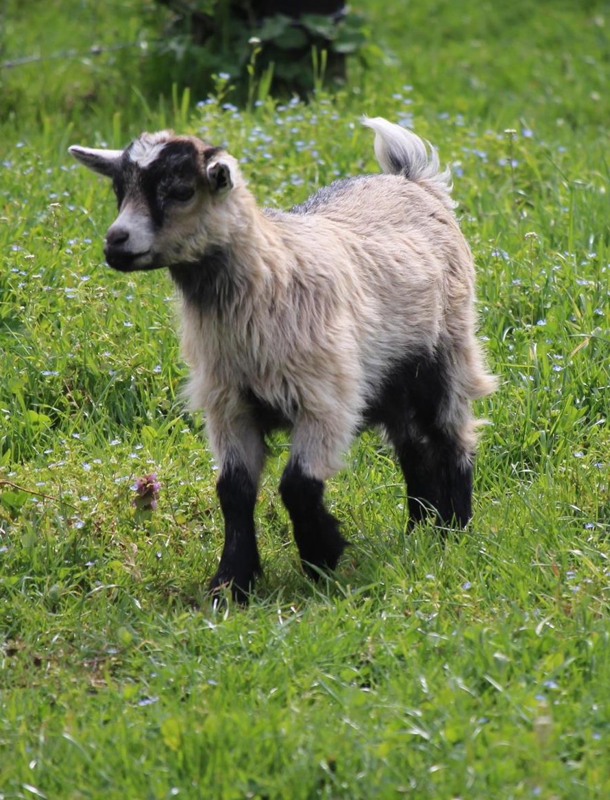 4 junge Zwergziegen ab sofort zu verkaufen