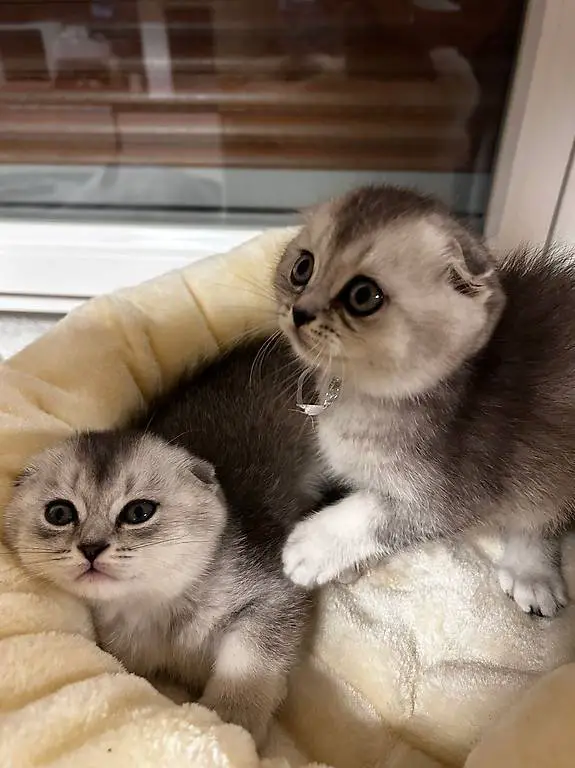 Kätzchen Schottish Fold