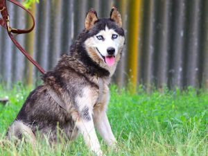 ALICE, neugierige Hündin, ca. 6 Jahre, 51cm, 21,7kg