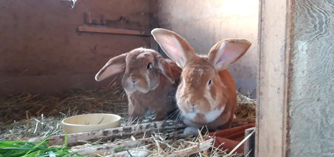 Burgunder Mischlings-Kaninchen GRATIS abzugeben