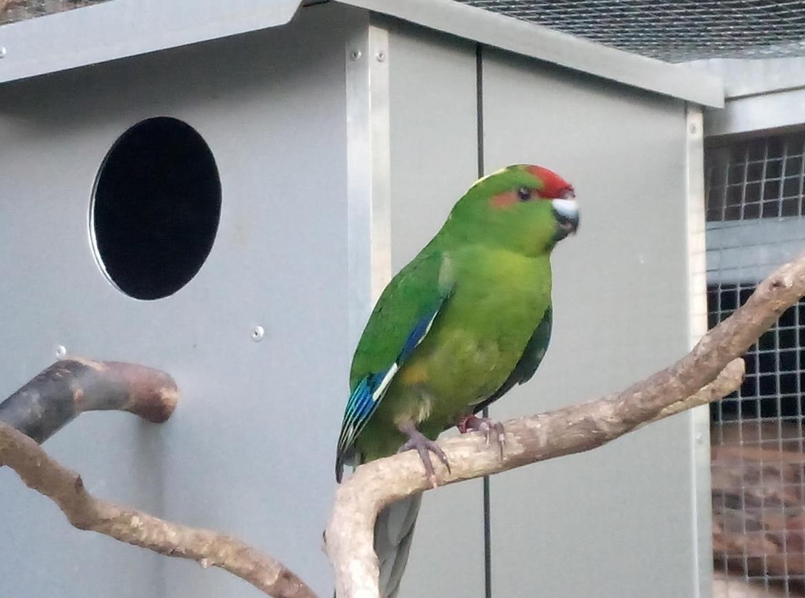 Ziegensittich Henne vom Züchter
