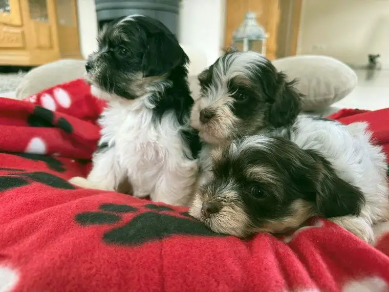 Bildschöne reinrassige Havaneser-Welpen *schokobraun*