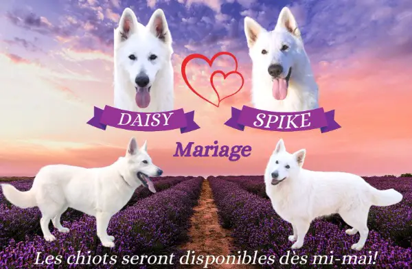 A réserver chiot Berger Blanc Suisse