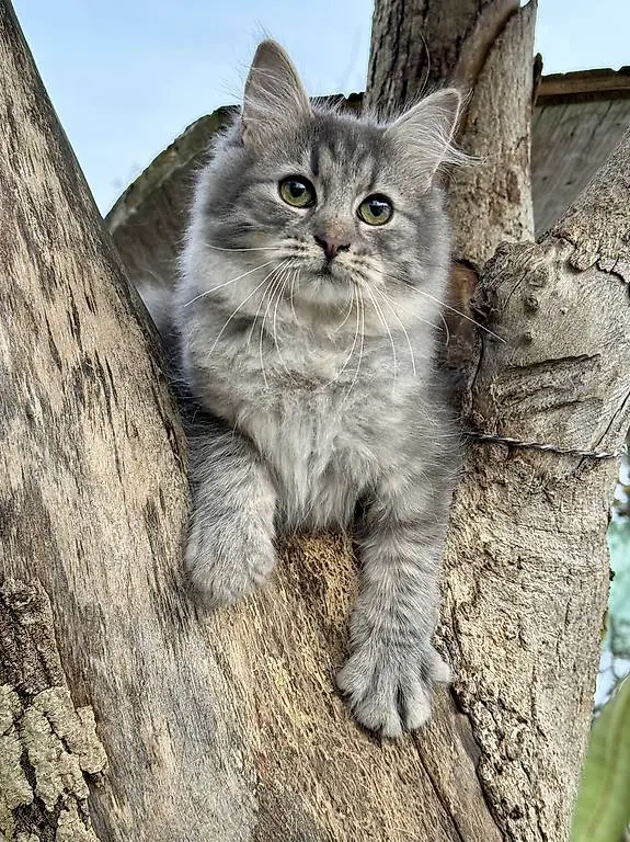 Sibirische Katze / Kitten mit Stammbaum