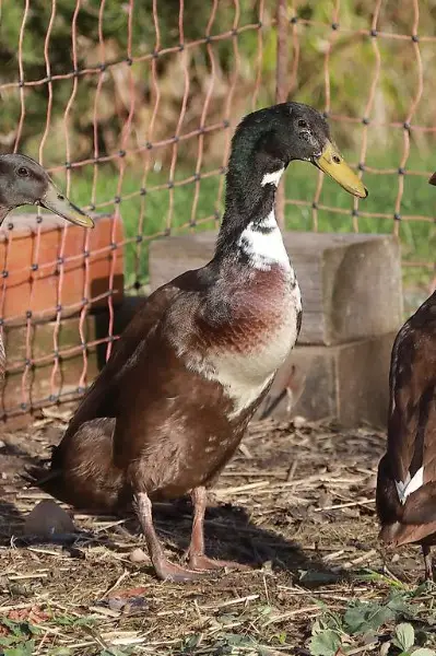 Canard coureur indien mâle à vendre ou échanger