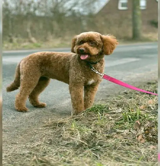 Wurfankündigung, Cockapoo/ Zwerpudel Welpen / red