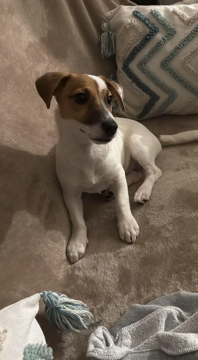 Jack Russell Terrier Hündin „Lily“