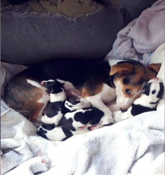 Jack - Russel Welpen Zu Verkaufen