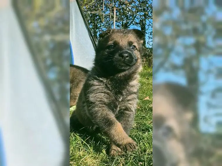 Schäferhund, Welpen, gerader Rücken, SV Papiere