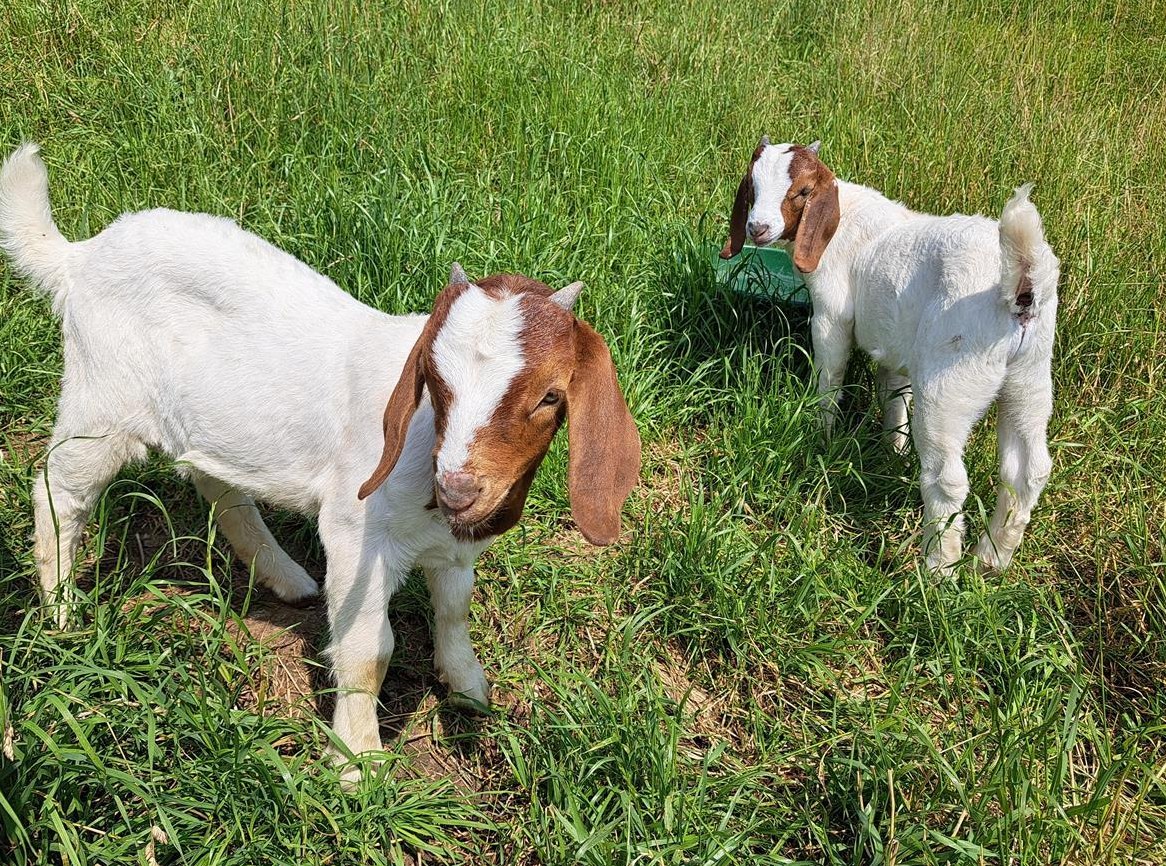 Schöne Burenziegen Böckli zu verkaufen