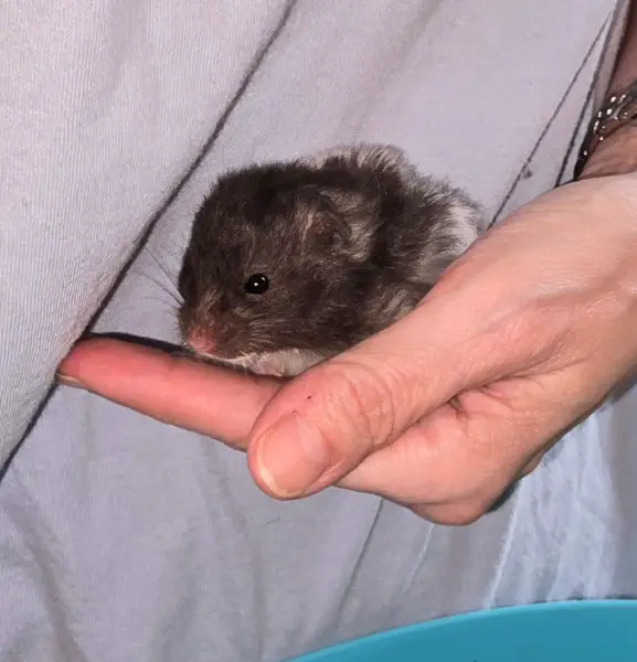 Junges, zahmes Teddyhamster Weibchen abzugeben