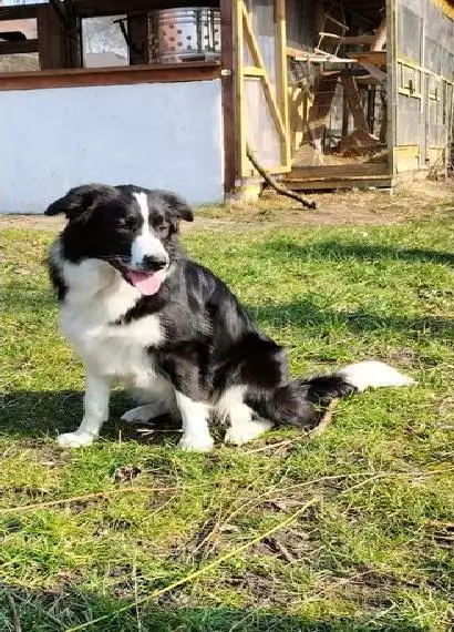 Süsses Border Collie Weibchen Wicky
