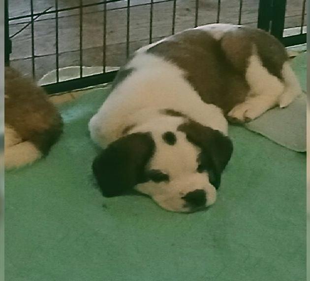 Wunderschöne, reinrassige Bernhardinerhündin (FCI/VDH) sucht ein schönes Zuhause