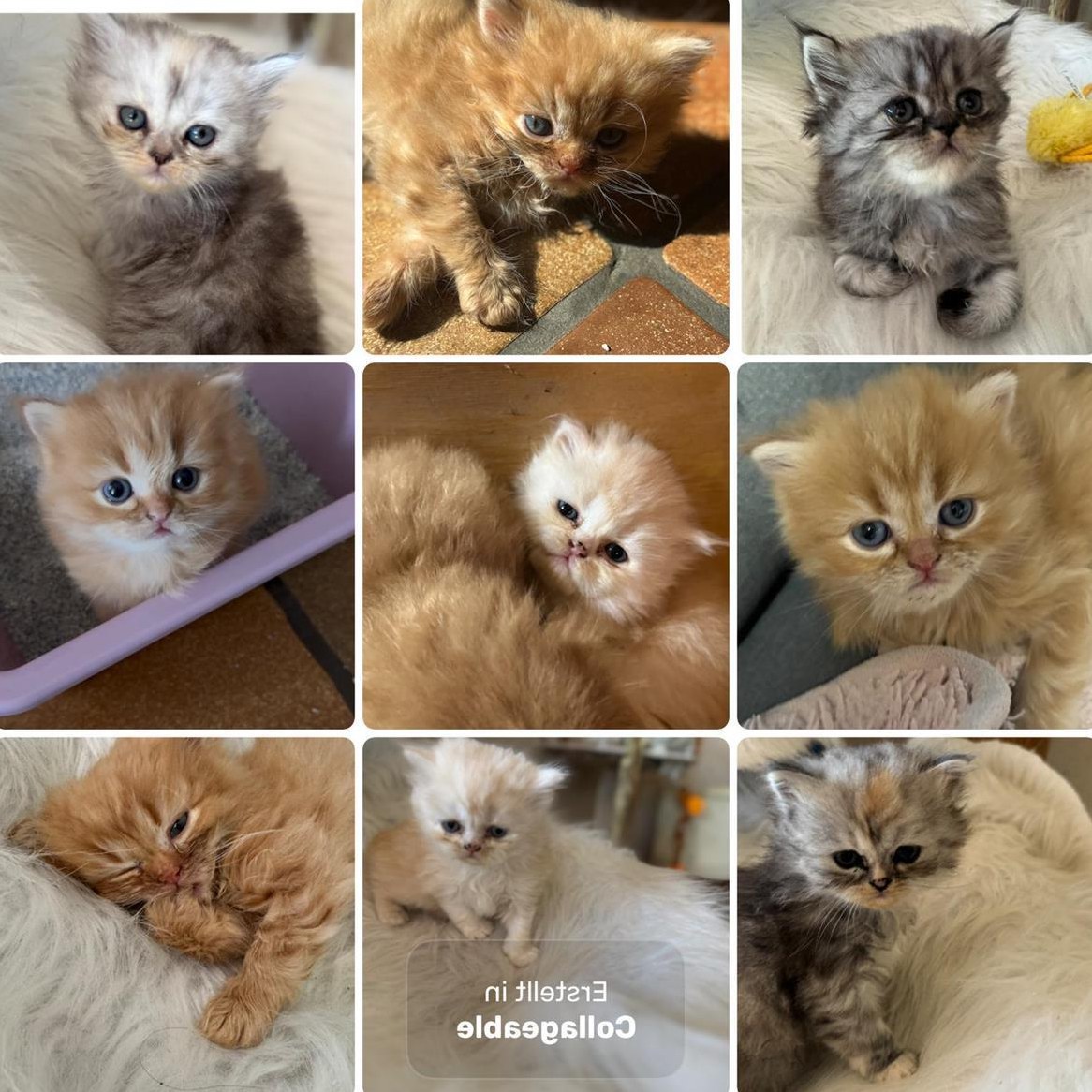 Perser Kitten männlich und weiblich zu verkaufen