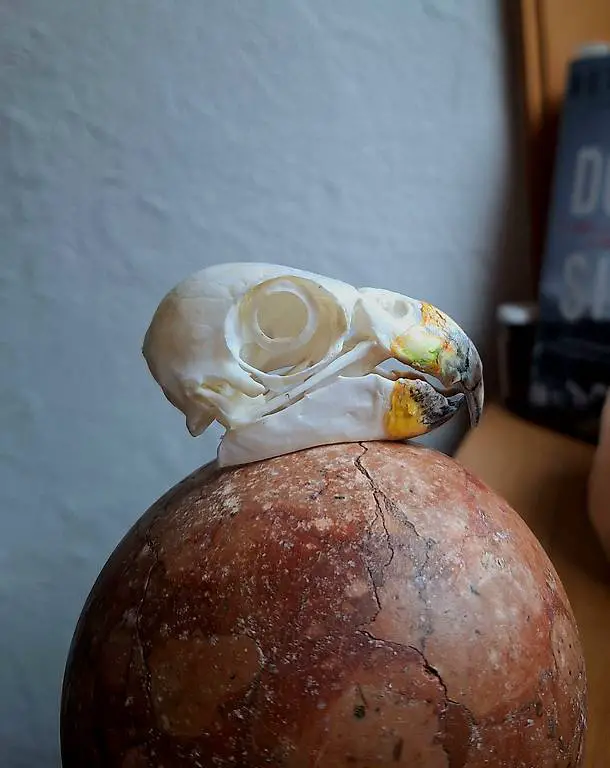 Amazonen Papagei Schädel