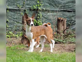 Basenji-Welpen abzugeben