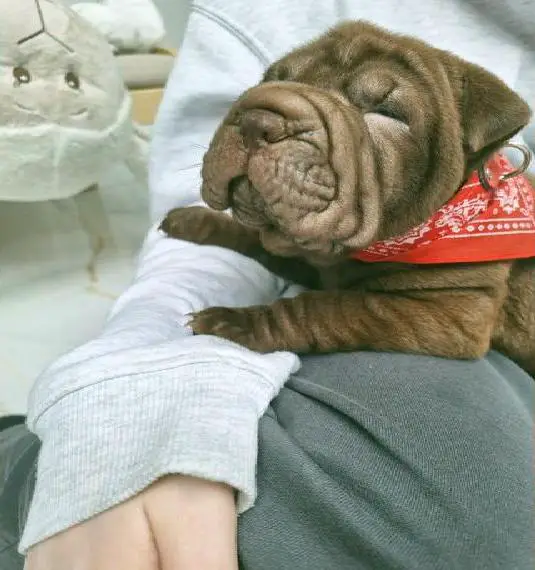 Shar-pei welpen