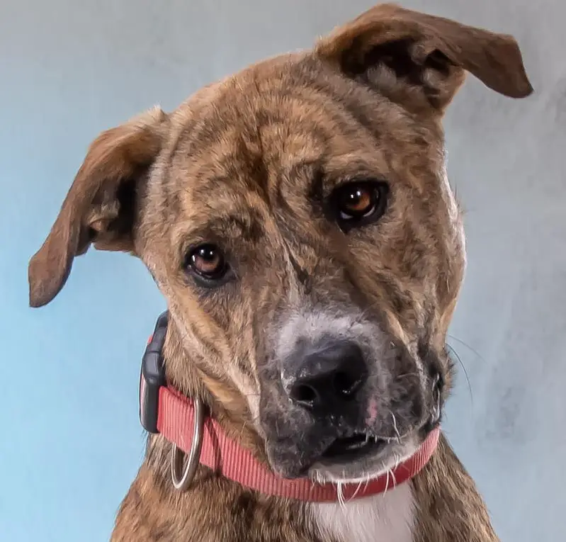 Mischlingsrüde Lewis, ein toller Hunde Kumpel