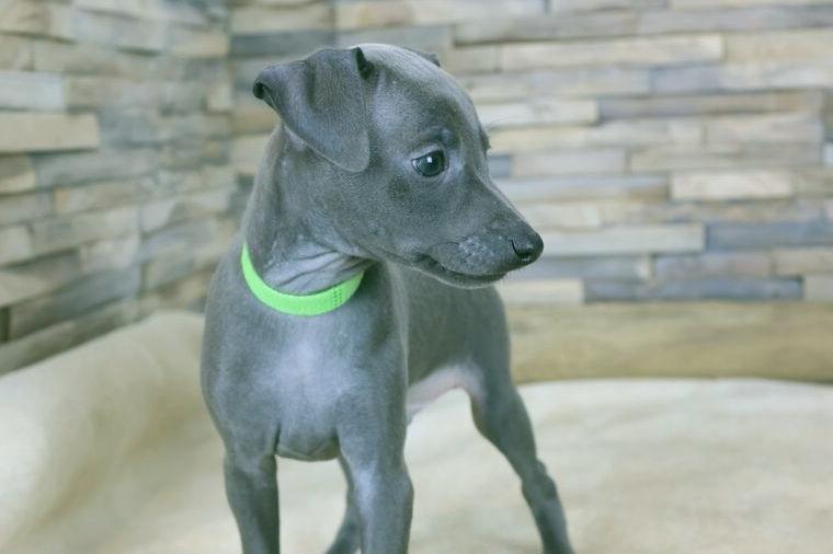 Edle Italienische Windspiel Welpen