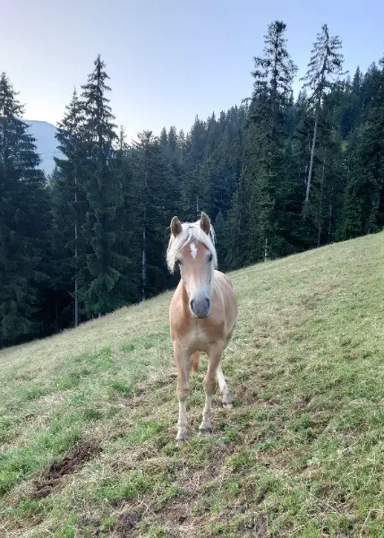 Haflinger Wallach