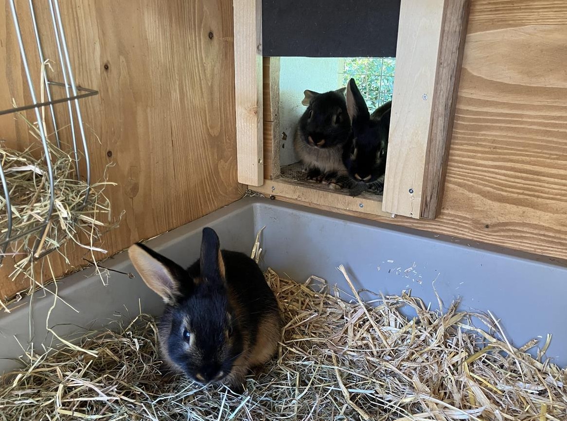 Junge Lohkaninchen suchen neues Zuhause mit Auslauf