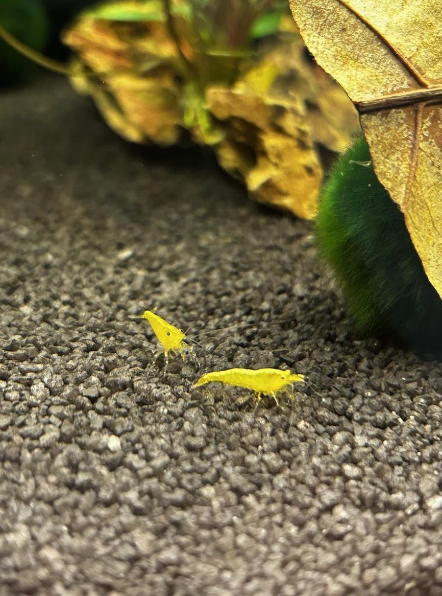 Neocaridina Zwerggarnelen in 7 Farben