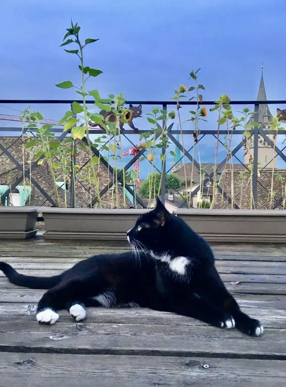 Catsitter in Zürich Seefeld