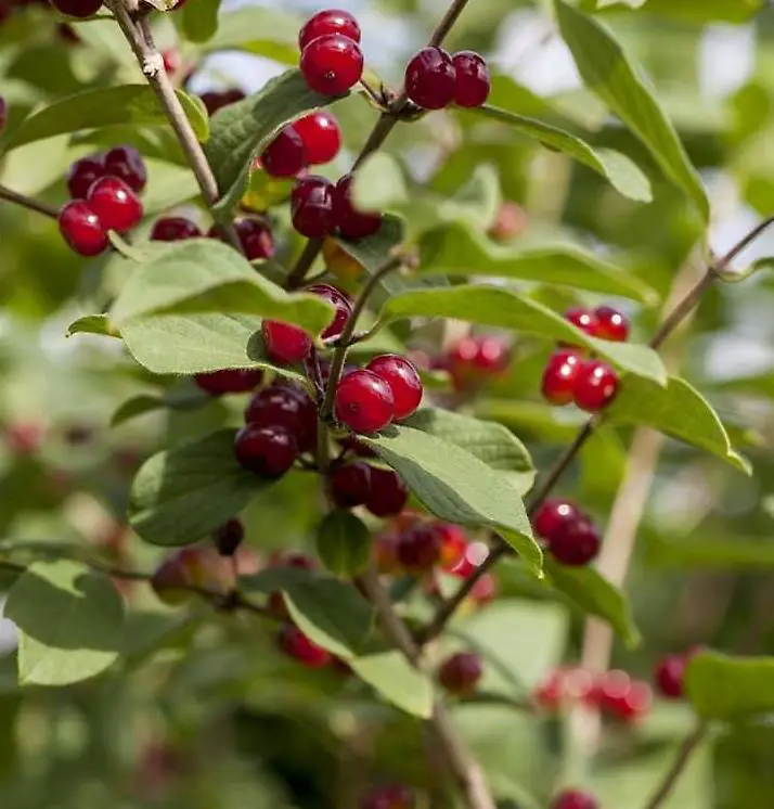 Heckenkirsche Einheimisch