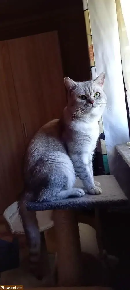 schöner BKH-Deck-Kater für ihre Kätzin