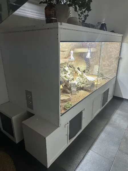 Bartagame mit Terrarium zu verkaufen