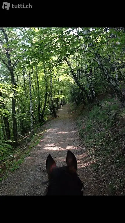 Lezioni e passeggiate a cavallo