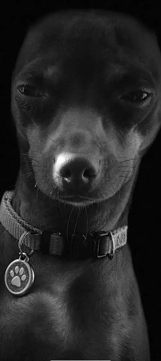 Suchen Ferienbetreuung unserer Pinscher Hündin