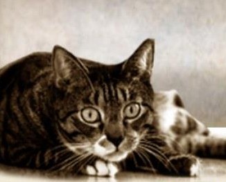 Katzenbetreuung bei ihnen Zuhause, Region Bern