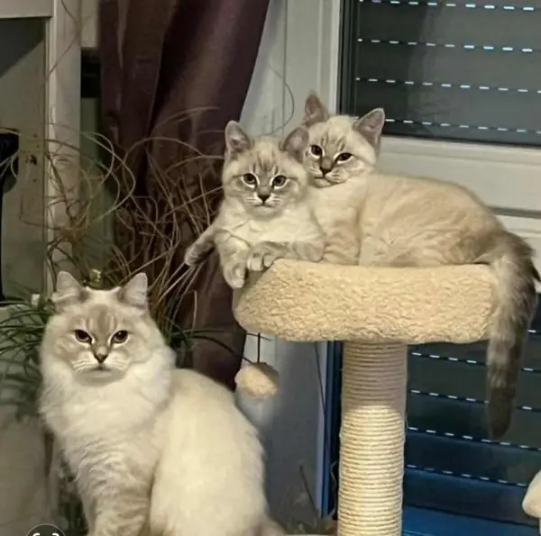 newa mascarade kitten