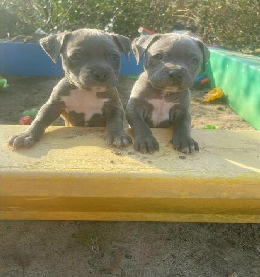 Welpen dürfen bald ausziehen