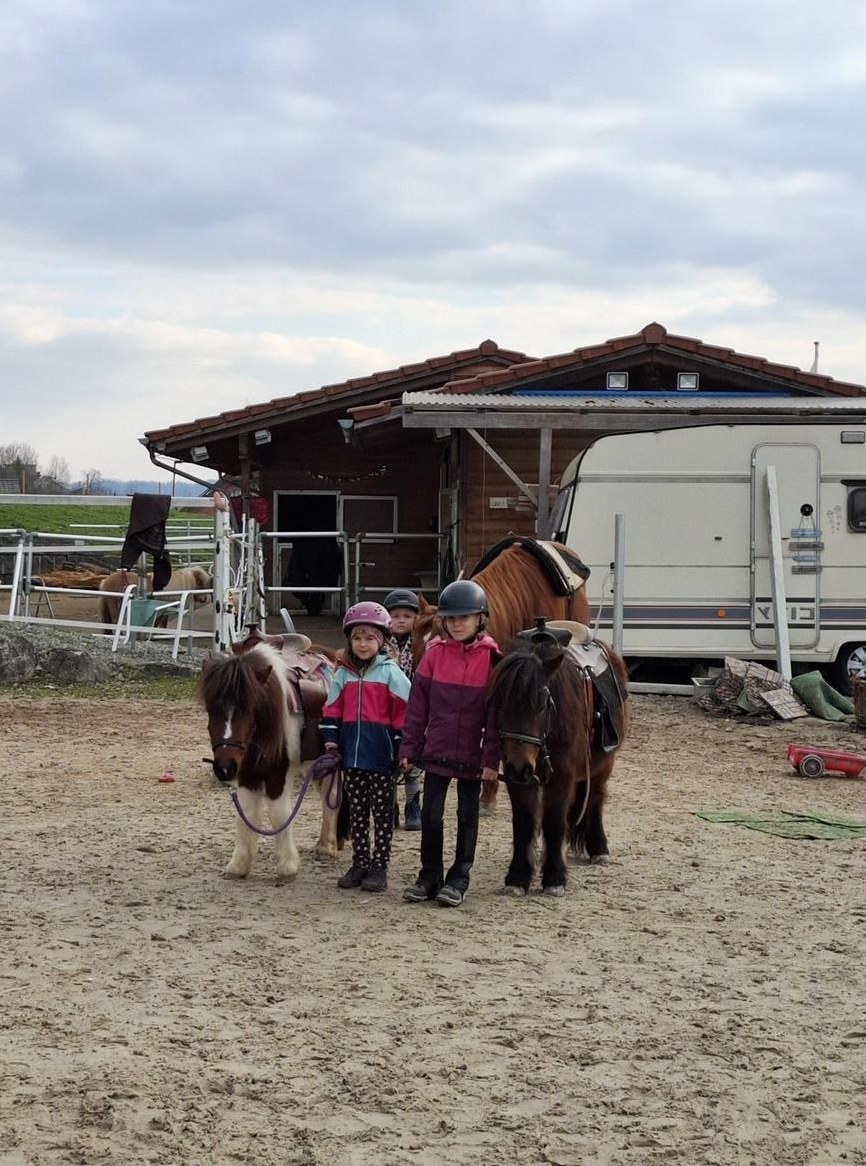 2 Shetty Stuten ans Futter abzugeben