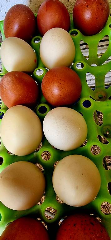 Bruteier von Buntlegern