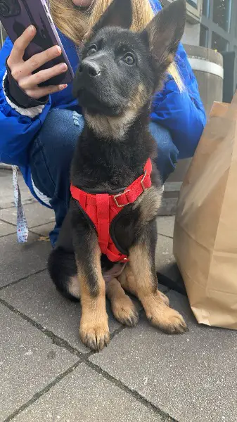 Deutscher Schäferhund Welpe