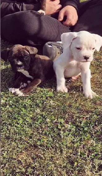 Deutsche Boxer Welpen