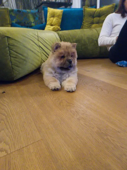 zuckersüsse Chow Chow Welpen