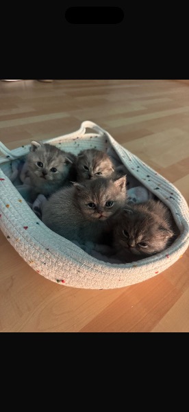 Kleines BKH-Kitten sucht ein Zuhause