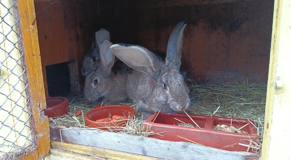Belgische Riesen Kaninchen, Rammler, Farbe braun