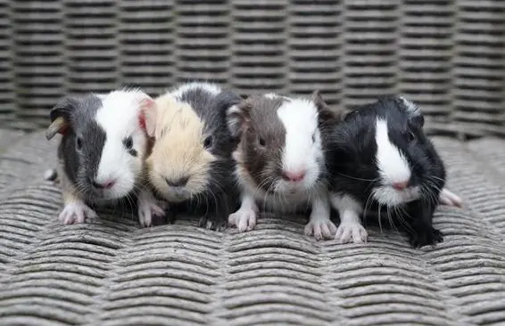 Meerschweinchen aus artgerechter und seriöser Zucht