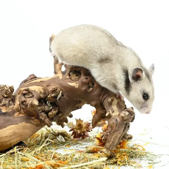 Goldhamster kaufen - von der Villa Kunterbunt