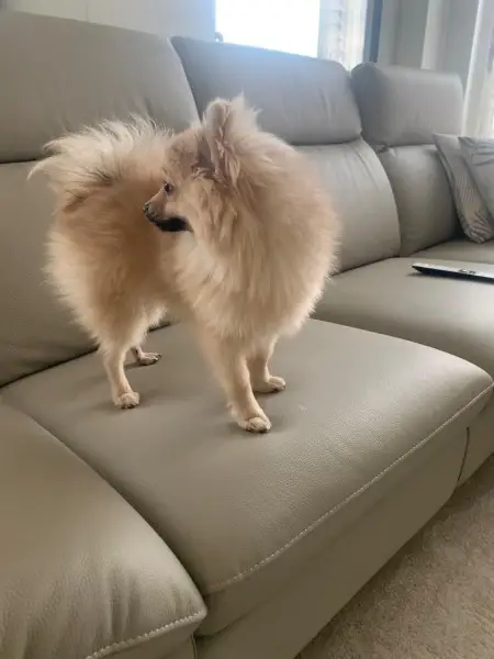 Zwergspitz Deckrüde