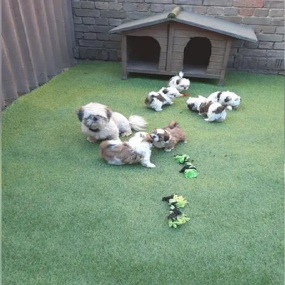 Shih Tzu Welpen mit Ahnentafel